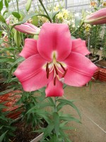 [5206 Resolute Mak No02.JPG]